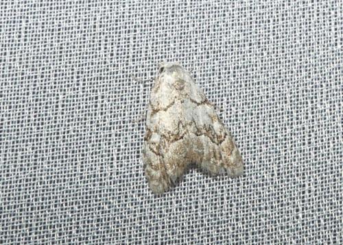 Nola confusalis